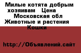 Милые котята добрым хозяивам › Цена ­ 10 - Московская обл. Животные и растения » Кошки   